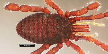 Media type: image;   Invertebrate Zoology 133769